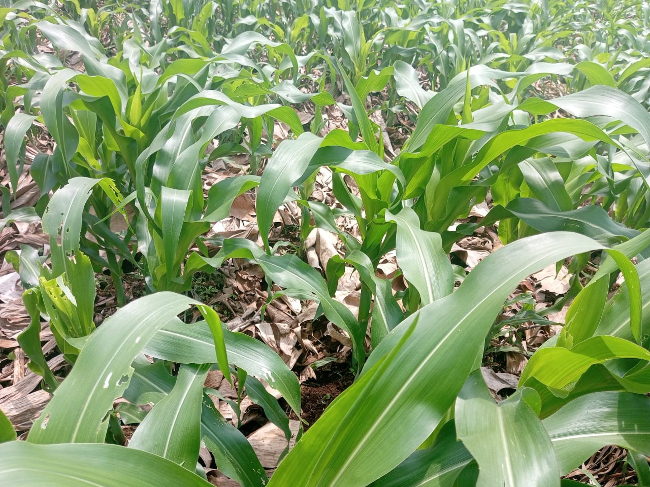 A field showing crop production under agricultural practices.